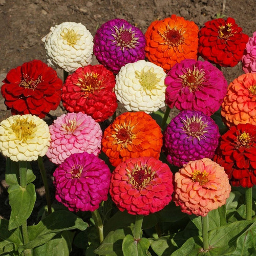 Semillas - Zinia Pom Pom  Colores Mixtos