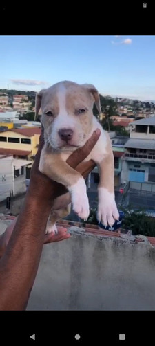 Vendo Filhotes De Pit Monster