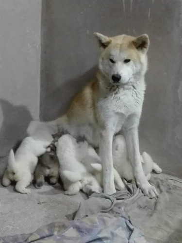 Cachorros Akita Inu