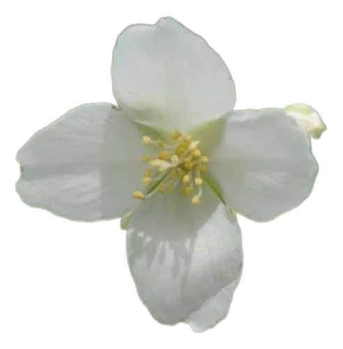 Celinda, Celindas, Celindo, Flor De Angel, Philadelphus 5lts