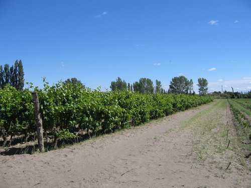 Finca 27 Hs En Gral.alvear, Pcia. De Mendoza