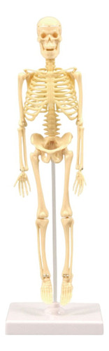 Modelo Esqueleto Anatomía Humana Anatómica Para