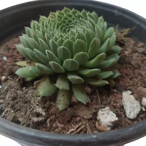 Sempervivum Ombligo De Rey Suculenta Siempreviva +semillas M