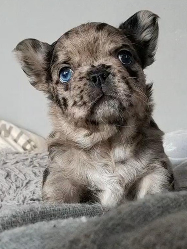 Bulldog Frances Hembra Fluffy Black Merle 