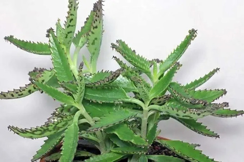 Kalanchoe Daigremontiana Aranto 20 Cm Alto - 3 Unidades