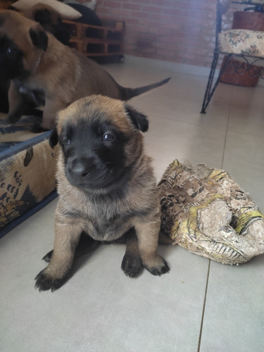 Imagem 4 de 5 de Filhotes De Pastor Belga Malinois