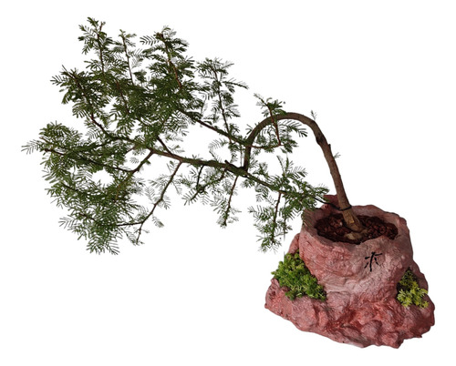 Bonsai De Espinillo Acacia