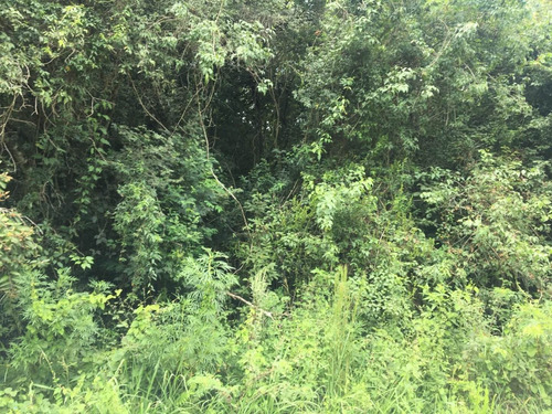Imagen 11 de 30 de Chacra De 50 Hectáreas En Venta