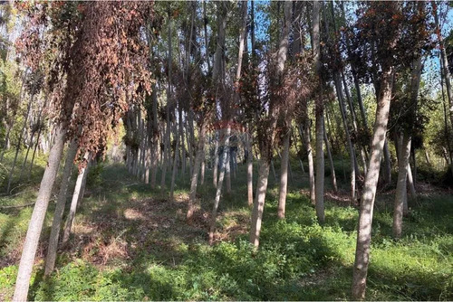 Terreno Agrícola En Venta En Coltauco 