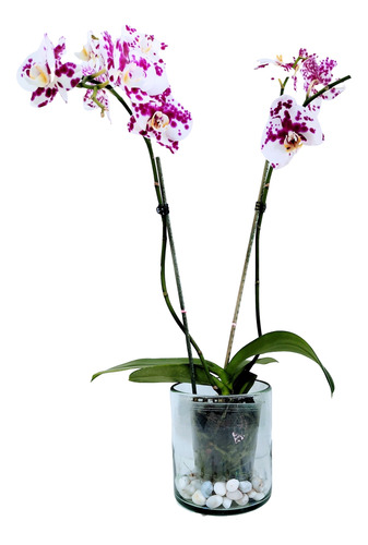 Maceta Para Orquídeas De Vidrio Soplado Cilindro Con Hoyo