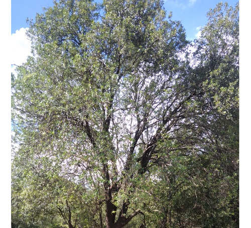 Se Vende Terreno De 1.25 Ha, Con Vista A Las Sierras (excelente Oportunidad) / Ubicación; Traslasierra, Cruz De Caña, Córdoba.