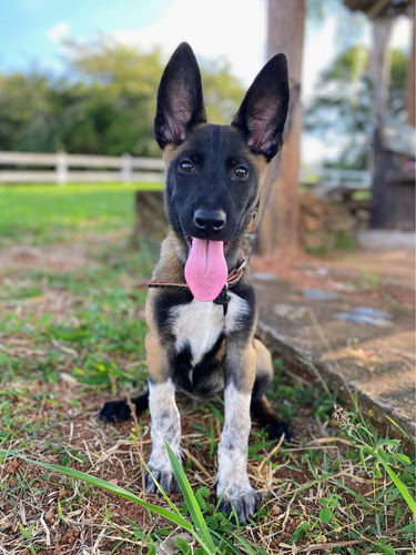 Pastor Belga Malinois