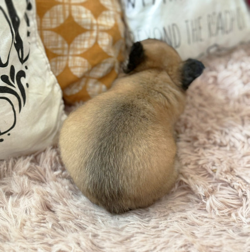 Bella Bulldog Frances Hembrita Fluffy Pelo Largo Con Papeles Fawn
