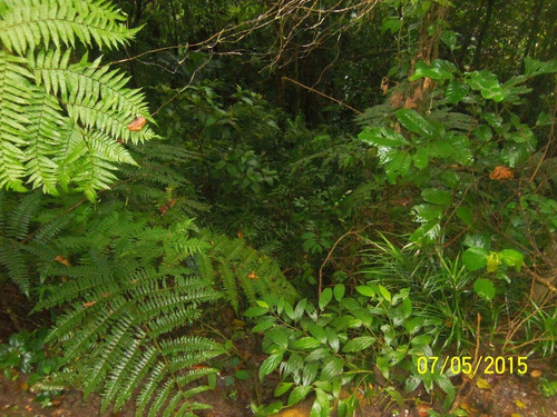 Imagem 2 de 10 de Terreno À Venda, Clube De Campo - Santo André/sp - 31946
