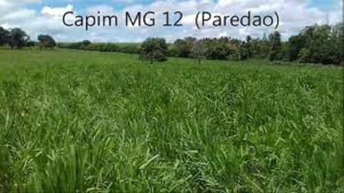 Capim Colonião Mg12 Paredão 30 Kg De Sementes