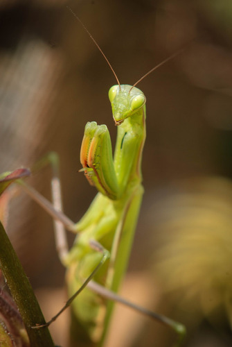 Vinilo Decorativo 60x90cm Mantis Religiosa Locust Insecto M8