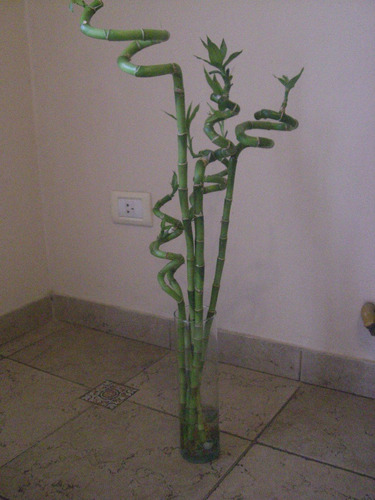 Imagen 7 de 9 de Lucky Bamboo Bambu De La Suerte Espiral 50 Cm Solo Vara X10