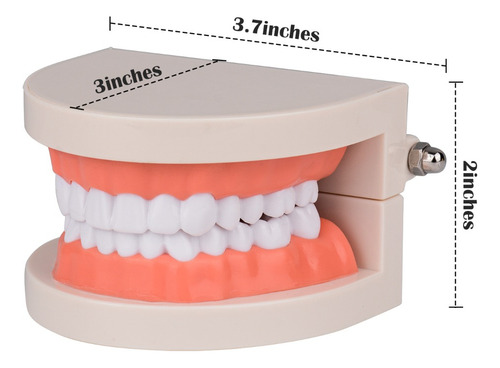 Modelo De Dientes De Tamaño Real 1: 1 Para Dentista