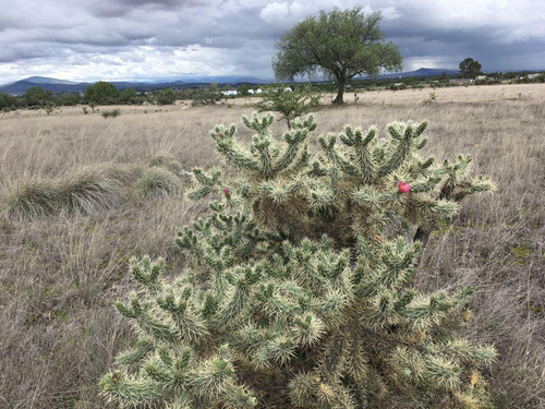 Terreno En Zumpango, Edo. De Méx. Sup. 70 Hectáreas.