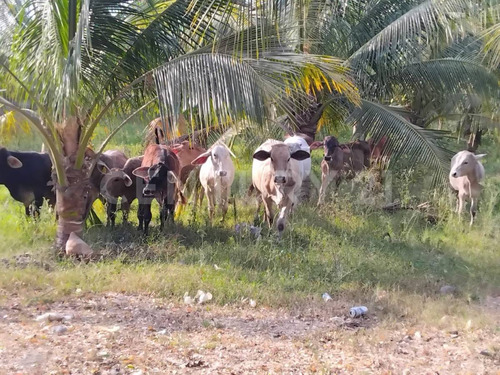 Venta De 5 Has. Sembradas Con Palma De De Coco En Coquimatlán, Colima.