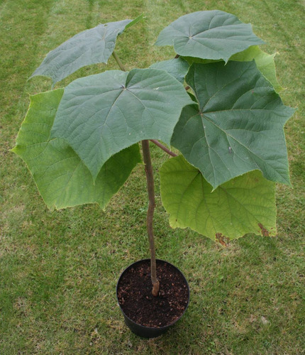 Imagem 6 de 6 de 50 Sementes De Kiri Japonês - Paulownia Elongata Árvore
