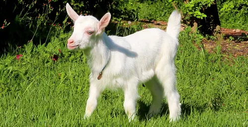 Cabrito De 2 Meses Blanco