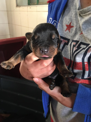Imagem 2 de 6 de Cachorro Rottweiler