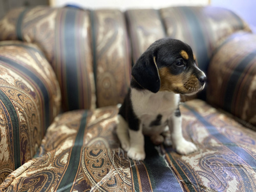 Espectaculares Beagle Disponibles Mascotas Rionegro