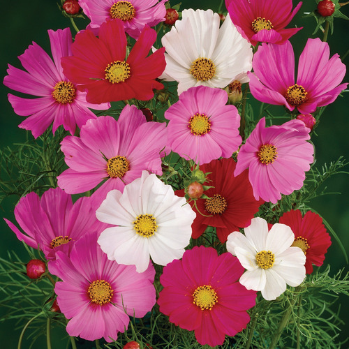 60 Sementes De Cosmos Sensation Flor Pasto Apicola