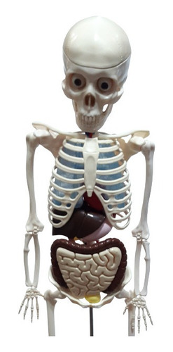 Esqueleto Humano Completo Anatomia Estudos Decoraçao