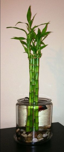 De Semilla Bambu De La Suerte Recto 60cm + 100 Perlahidrogel