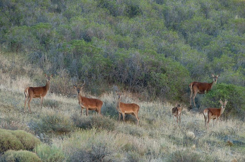 Estancia Manantiales De Collón Cura - Patagonia Argentina