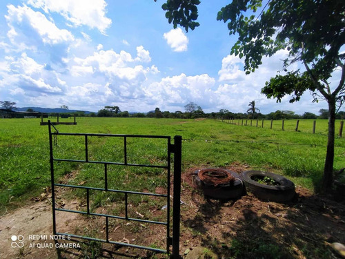 Imagen 13 de 13 de Finca Productiva En Tachira
