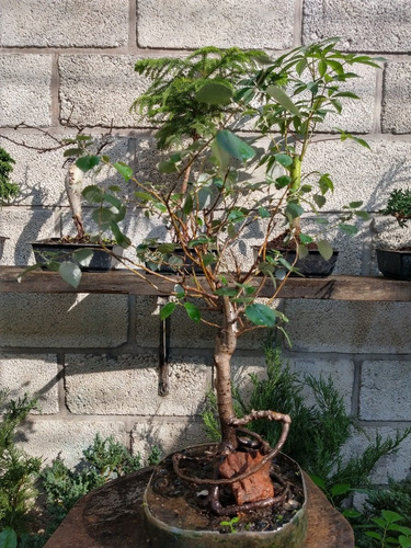Arbolito Para Bonsai Alamo Plateado Populus Alba Y Otros