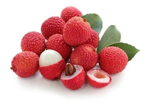 Paquete De 5 Árboles Lichi Frutal Premium