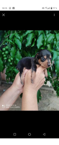 Imagen 2 de 2 de Cachorros Mini Pincher
