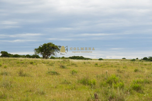 Campo De 86 Has Ganadero, Cuenta Con Tajamar Y Costa De Arroyo. Consulte!!!!!!- Ref: 2366