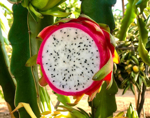 2 Plantas De Pitahaya Enraizados Roja Y Blanca