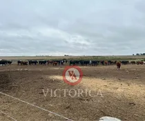 Comprar ¡importante Oportunidad! Campo Agrícola, Casa Principal, Casa Personal, Casa Capataz; Piscina, Pista De Aterrizaje 950 Metros, Habilitada.