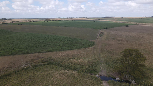Campo En Venta De 150 Ha Agrícola Ganadero En Florida (ref: Atm-7901)