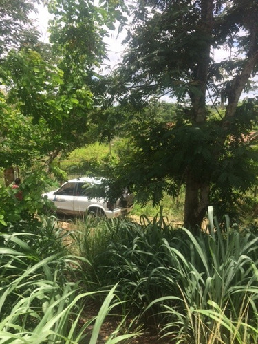 Imagem 17 de 19 de Excelente Granja 12 Hec Nas Margens Da Pe 75 Em Aliança, Aceito Imóvel Ou Automóvel - Ch00028