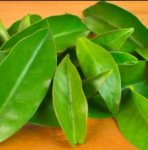 50estacas Ora-pro-nobis Legítima,folhas Suculentas25%protein