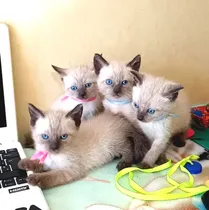 Comprar Gatitos Siames Puros Hermoso N0 Bengal Ragdol Himalayo Persa