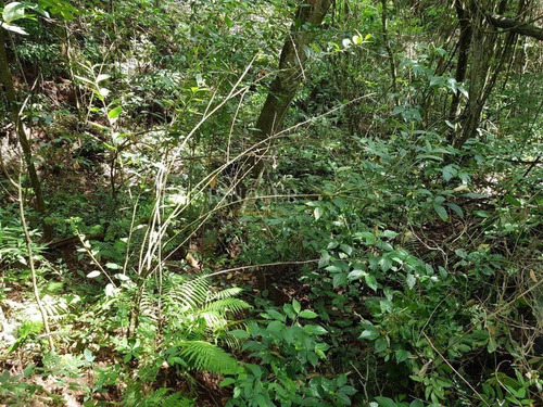 Imagem 10 de 14 de Chácara Em Claraval - Mg - Ch0013_rncr