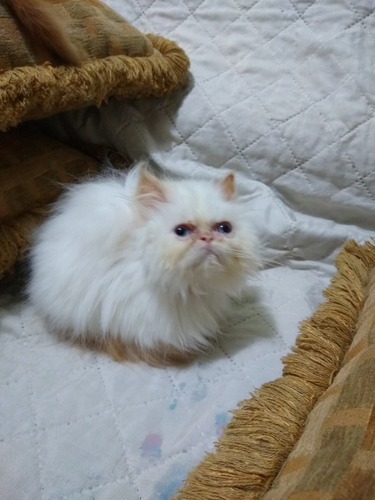 Imagen 3 de 6 de Gatita Persa Hembra