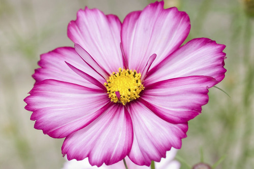 Sementes De Cosmos Picotee - Flor - Pasto Apicola