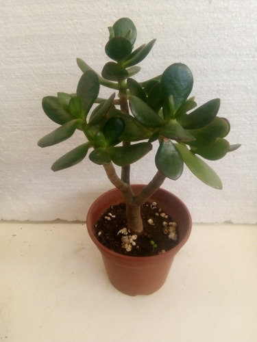 Planta Jade Tamaño Medio En Oferta Regalo