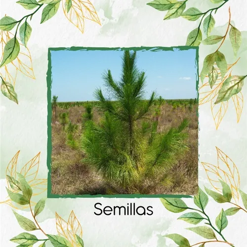 20 Semillas De Pino De Costa + Kit De Germinación Especial