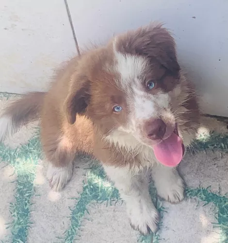 Border Collie Pedigree Cbkc Filhotes Alta Linhagem