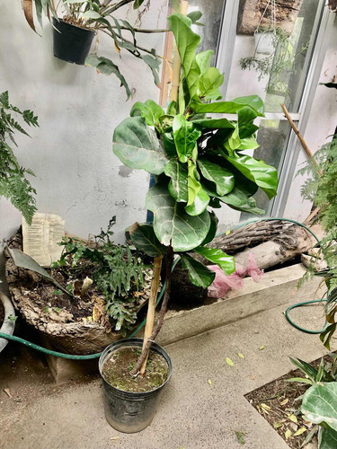 Ficus Pandurata O Lyrata De 2 -2.30 Metros De Altura
